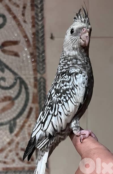 Unique White Face Cockatiel