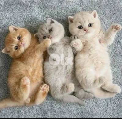 british shorthair kitten