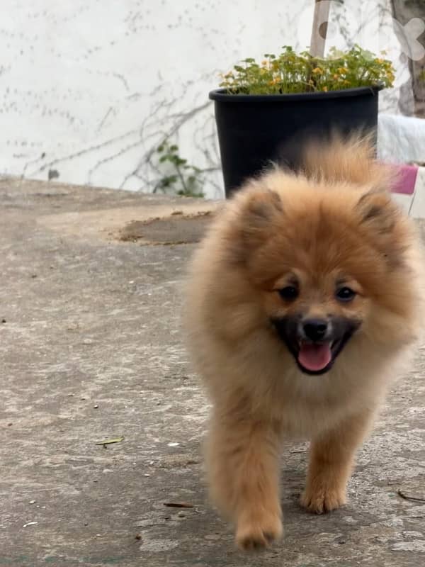 puppy for sale 1