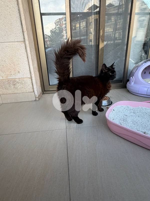 Beautiful Pure Black Persian Cat maa kes akel 2