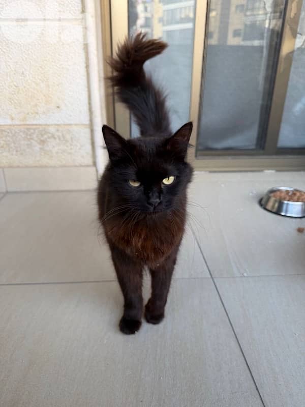 Beautiful Pure Black Persian Cat maa kes akel 3
