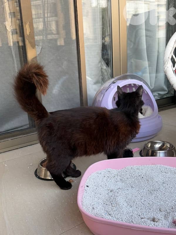 Beautiful Pure Black Persian Cat maa kes akel 5