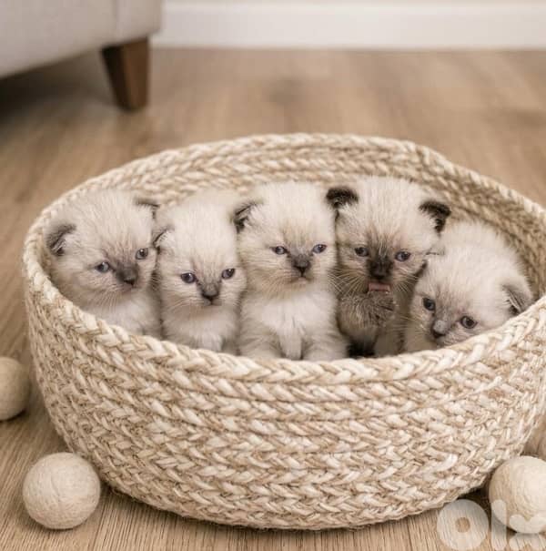 mix scottish himalayan 2