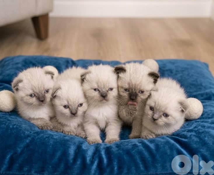 mix scottish himalayan 3