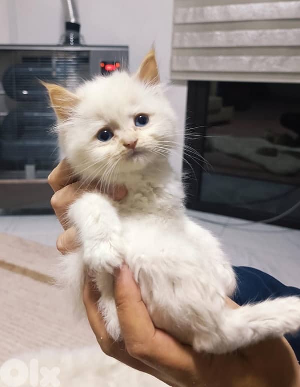 mix scottish himalayan 4