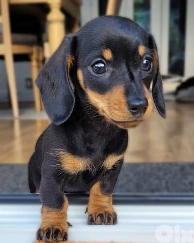 Unique Dachshund Black & tan AVAILABLE IMPORTED