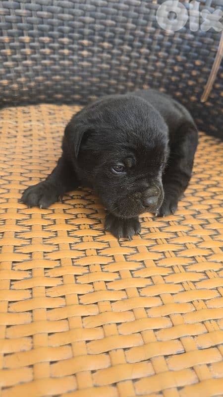 cane corso 2