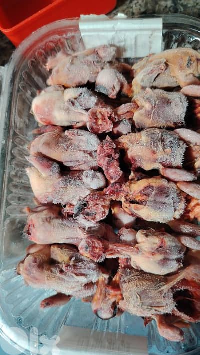 Birds