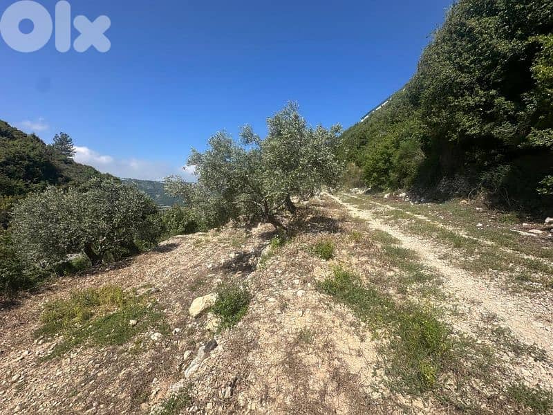 Land in Jrabta Batroun 5000m² ONLY for 300K في جربتا 13