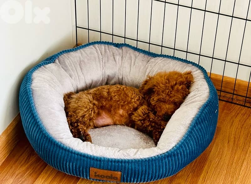 Poodle puppy for sale 1
