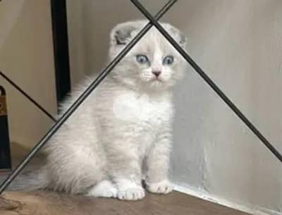 ragdoll folded ears
