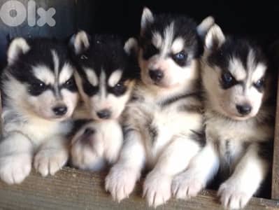 Beautiful Siberian Husky puppy available