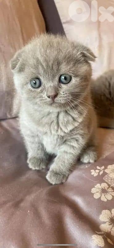 pure Scottish fold kitten top quality