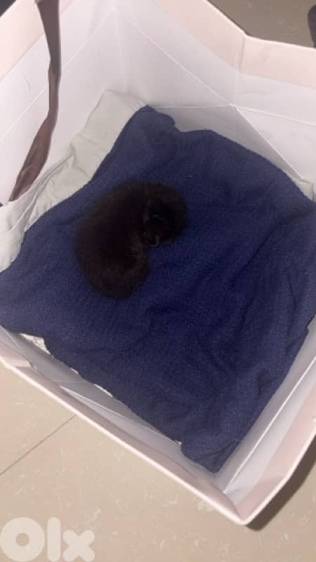 found on the street 1