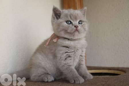 British Lilac kitten