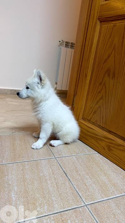 Samoyed Dog