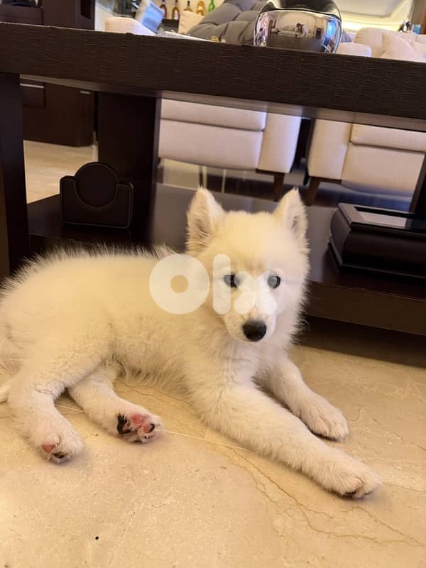 Samoyed Dog 2