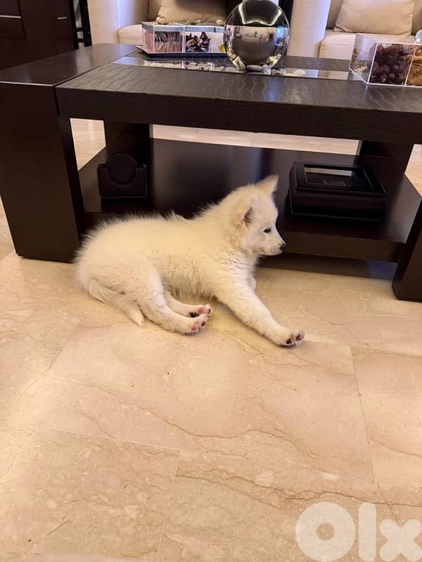 Samoyed Dog 4