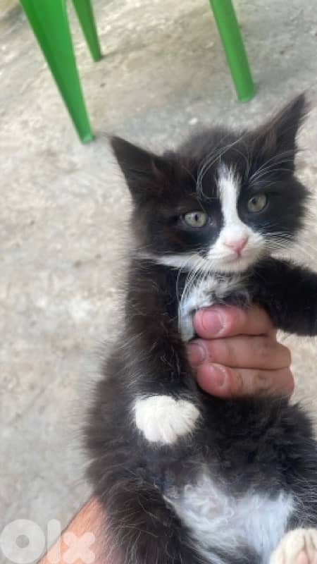 Tuxedo cat for adoption 2