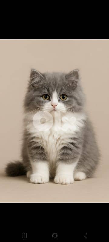 british kittens