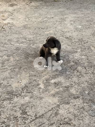 labrador