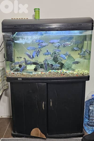 aquarium 80 cm with fish