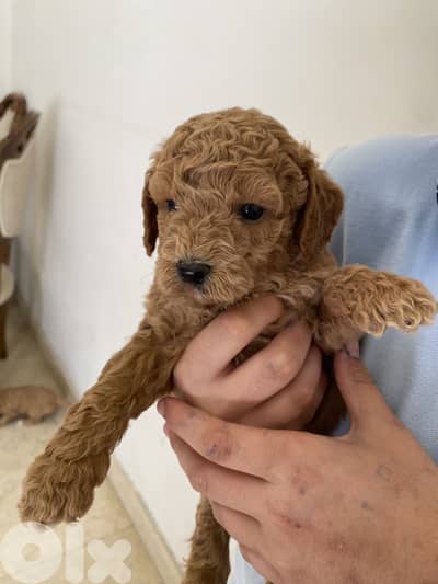  Tiny Toy Poodle Looking for a Loving Home 