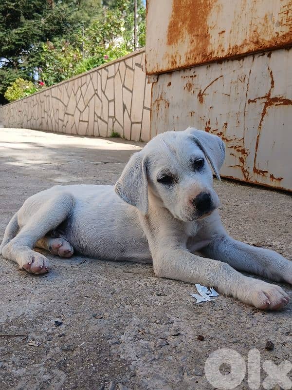 Puppy labrador 1