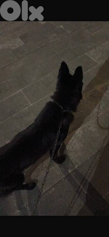 gsd full black 1
