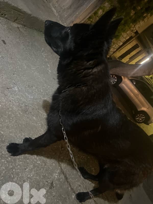 gsd full black 3