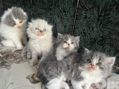 kitten