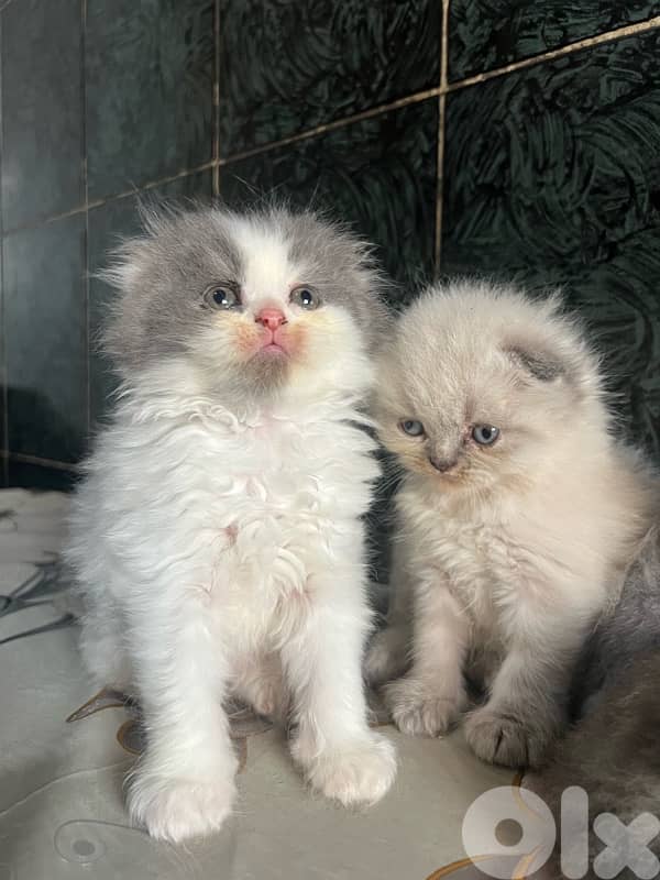 kitten 2