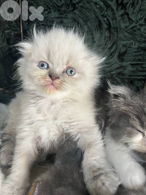 kitten 3
