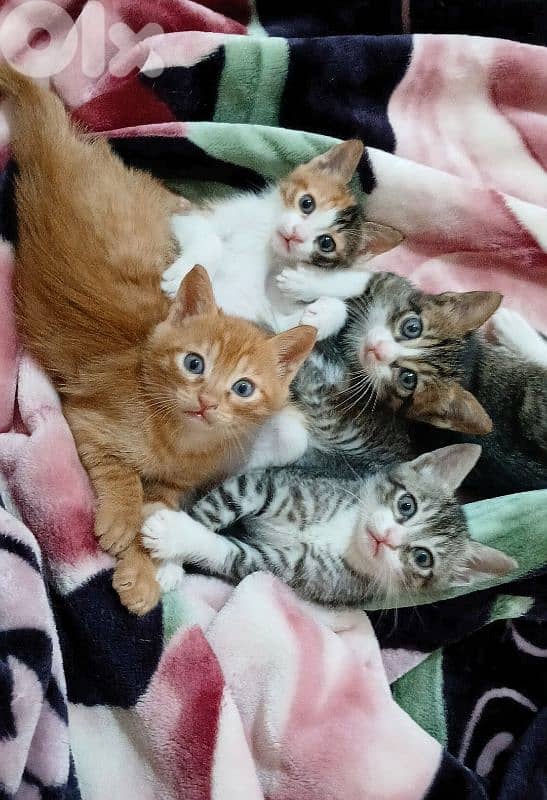 Cats for adoption قطط للتبني 1