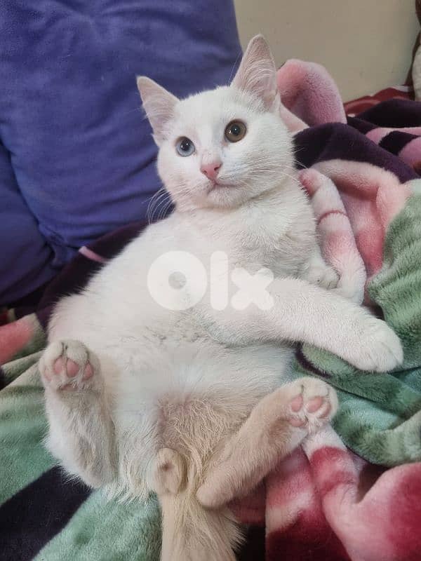 Cats for adoption قطط للتبني 3