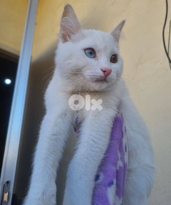 Cats for adoption قطط للتبني 4