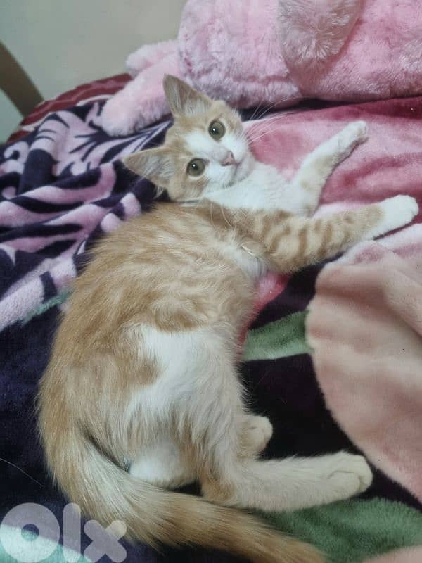 Cats for adoption قطط للتبني 5