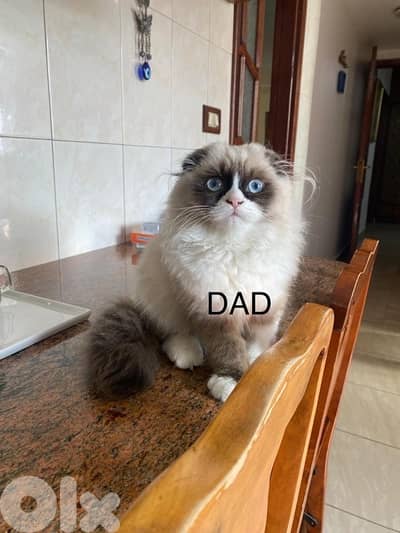ragdoll scotish