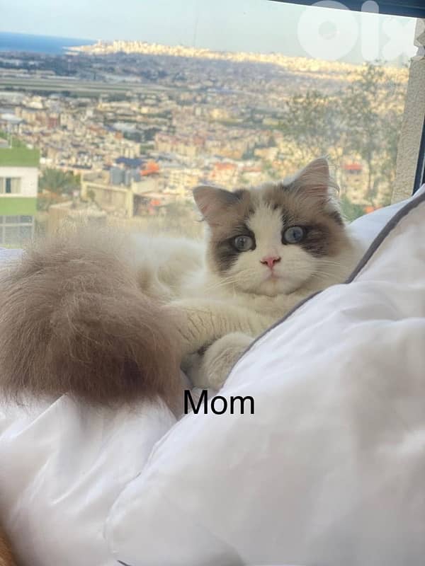ragdoll scotish 1
