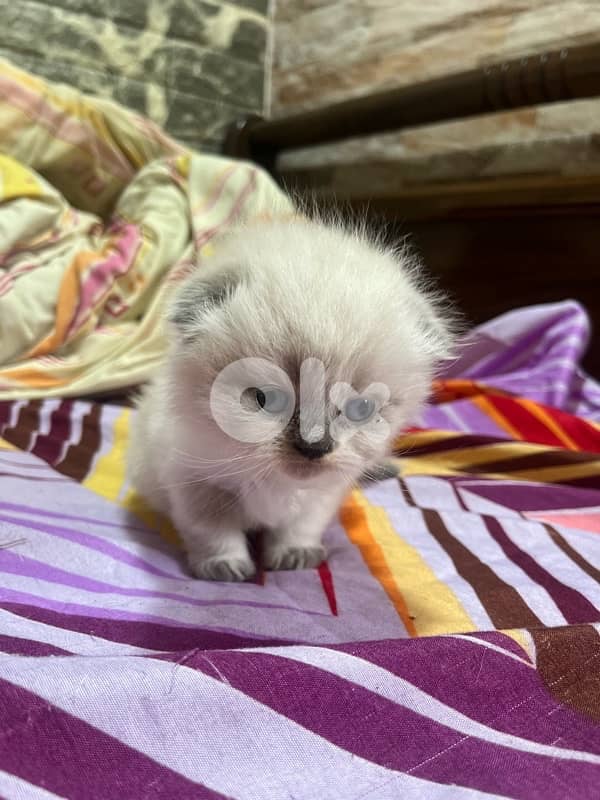 ragdoll scotish 2
