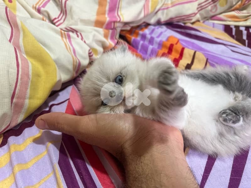 ragdoll scotish 3