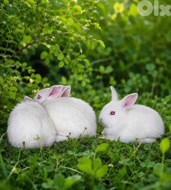 rabbits/ارانب 14