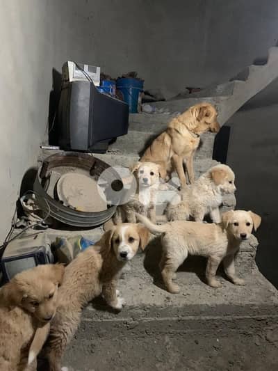 Golden mixed free puppies