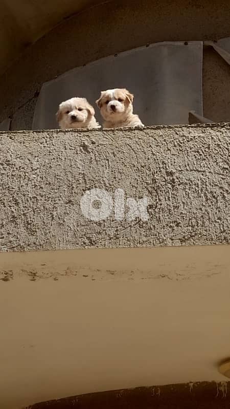 Golden mixed free puppies 3