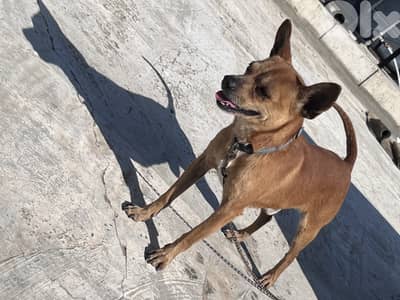 maale and female Chihuahua
