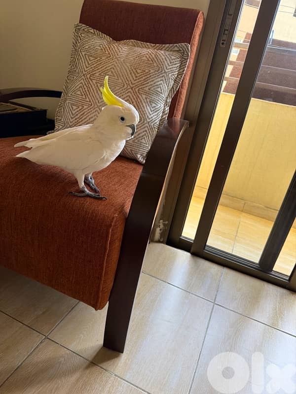 كوكاتو سلفر كريست فرخ عمره ٥ شهور 3