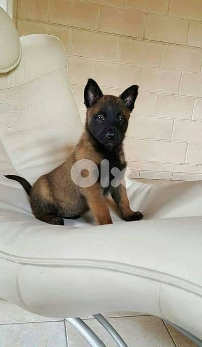 Belgian Malinois Puppies Super High Quality in store
