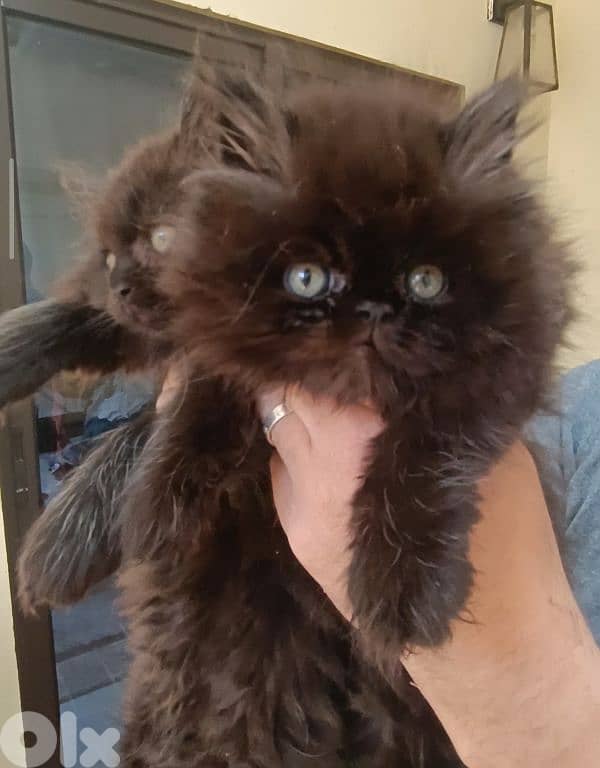 ragdoll 2
