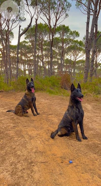 Pure and Rare Deutch Male Malinois