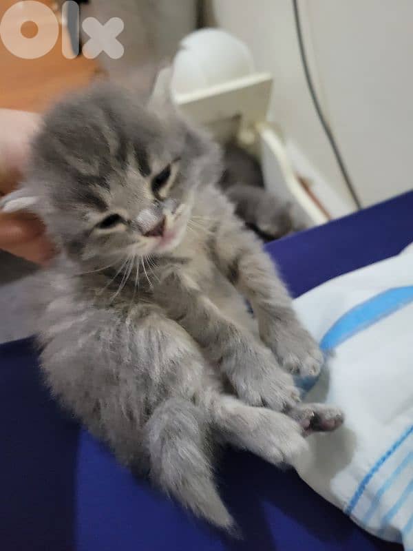 بيروت 1